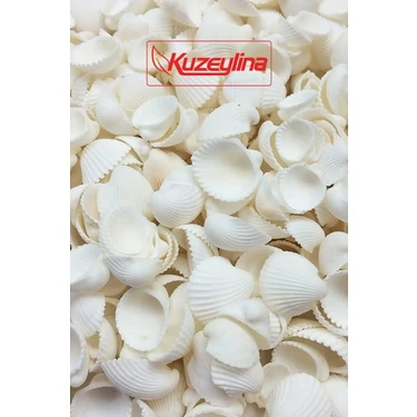 Kuzeylina Deniz Kabuğu Orta Boy 500 gr Paket Clam Rose Cochles Beyaz Renkli Dekoratif