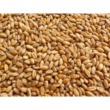 MAYSAN Buğday 5 kg Yemlik Buğday (Tavuk, Ördek, Güvercin, Kaz, Bıldırcın ve Tüm Kanatlılar