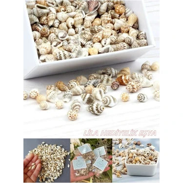 Flea Market 250 Adet Doğal Deniz Kabuğu (Nassa Shell) Akvaryum Süsleme Hobi El Sanatları Renkli