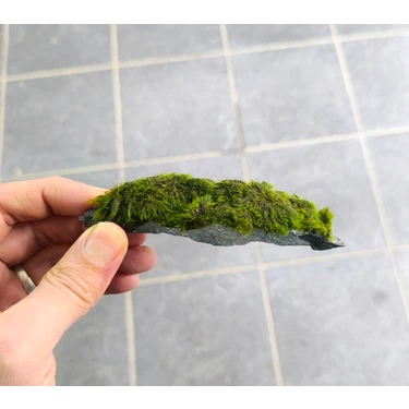 Marimo Scape Marimo rock 7-10cm Doğal Lav Kayası ve Marimo Yosunu ile Akvaryum İçin Su