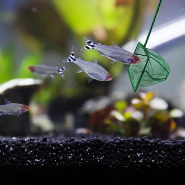 Pileli Store Akvaryum Balık Kepçesi 12