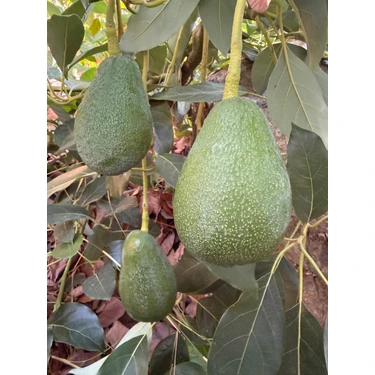 Anamur Meyvecim Taze Avokado 1 kg Dalından Koparılmış Sağlıklı Meyve Türkiye