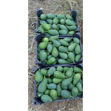 Has Organik Avokado Taze Hasat 1