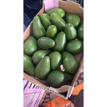 Drz Tarım Avokado 1