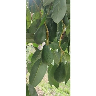 Avokado Küçük Boy 1